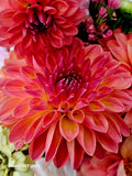 Orange Breeze