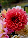 KA Keltie Rose
