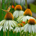 White Swan Echinacea Live Plant