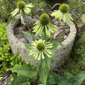 Alan's Pride Echinacea Live Plant