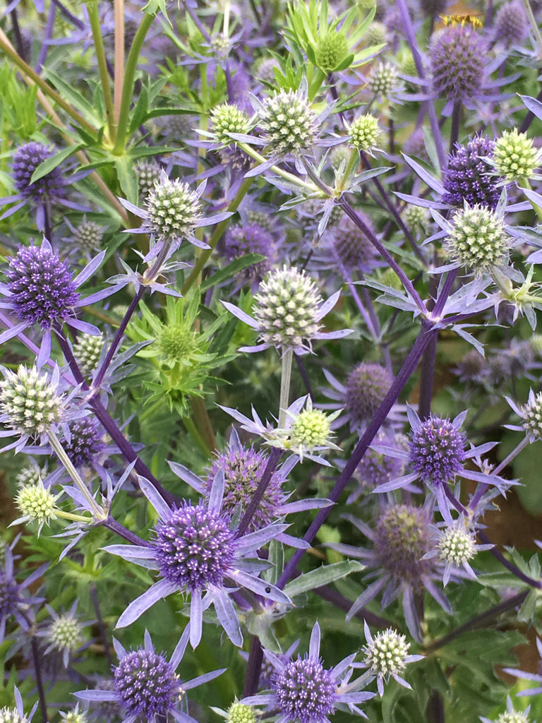 Blue Glitter Eryngium Live Plant