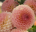 20th Ave Softer Peach