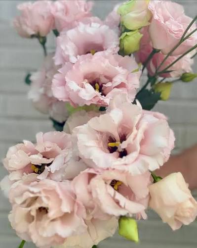 Lisianthus 6 pack
