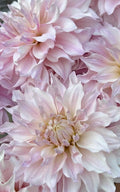KA Cloud Dahlia