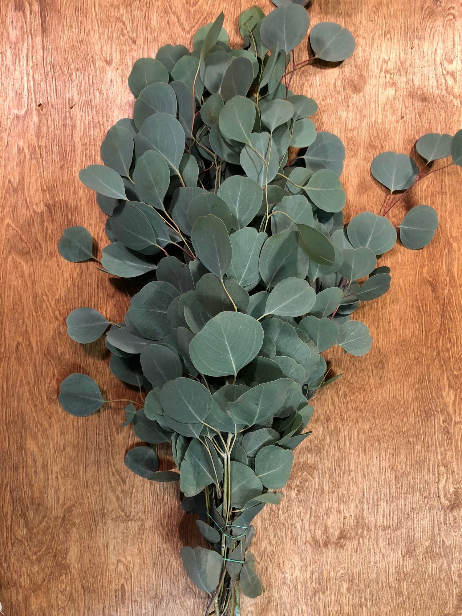 Eucalyptus Silver Dollar Live Plant