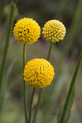 Craspedia Live Plant