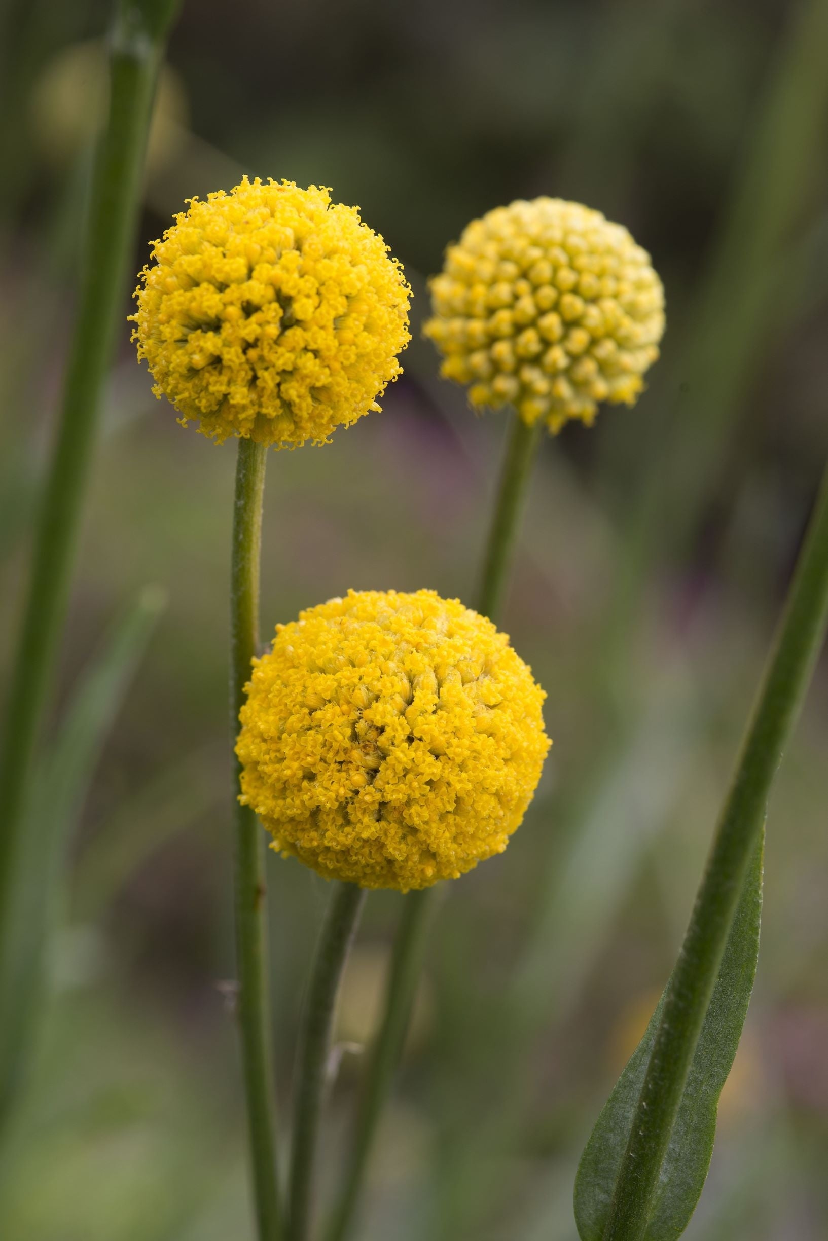 Craspedia Live Plant