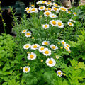 Feverfew Live Plant