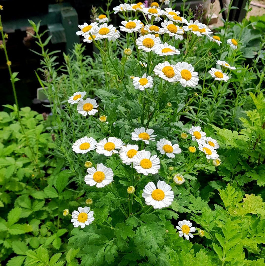 Feverfew Live Plant