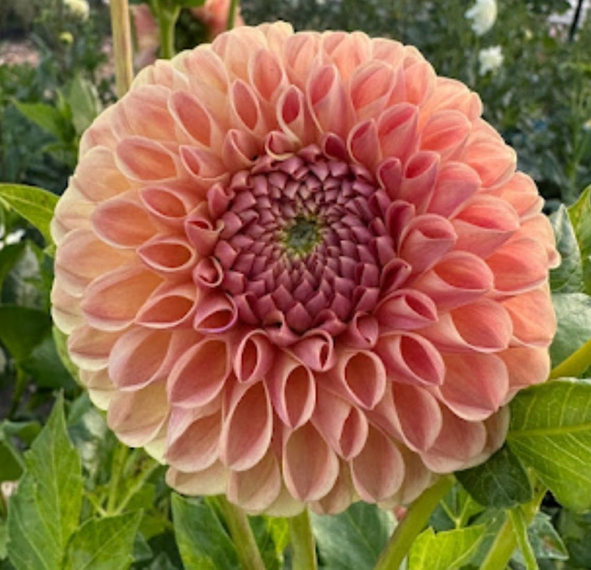 Clearview Peachy