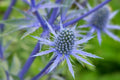 Blue Glitter Eryngium Live Plant