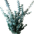 Eucalyptus Baby Blue Live Plant